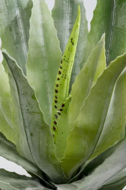 Deko Pflanze Agave 40cm