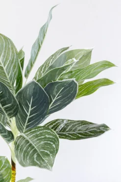 Deko Pflanze Calathea 140cm
