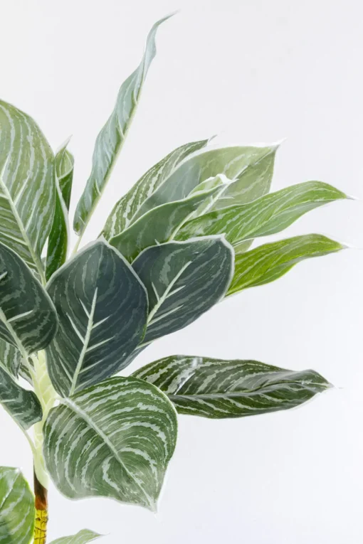 Deko Pflanze Calathea 140cm
