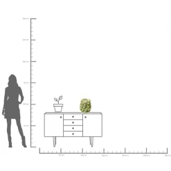 Vase Carambola 37